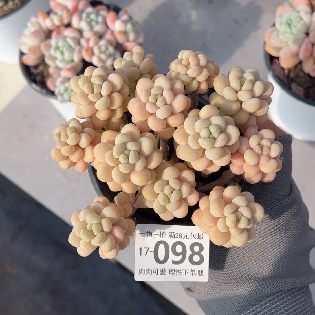 洛可可多肉多肉多肉多