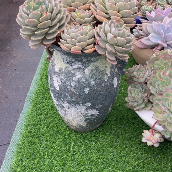 华友家多肉一物一拍