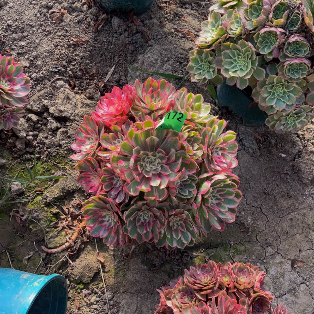 孔雀翎法师朵朵93-16