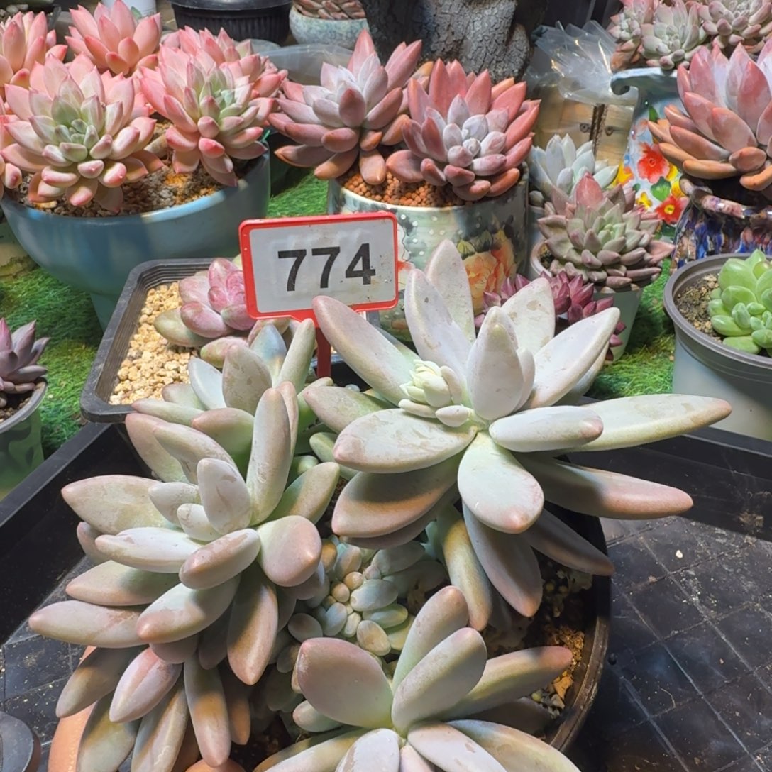 白兰地一物一拍774