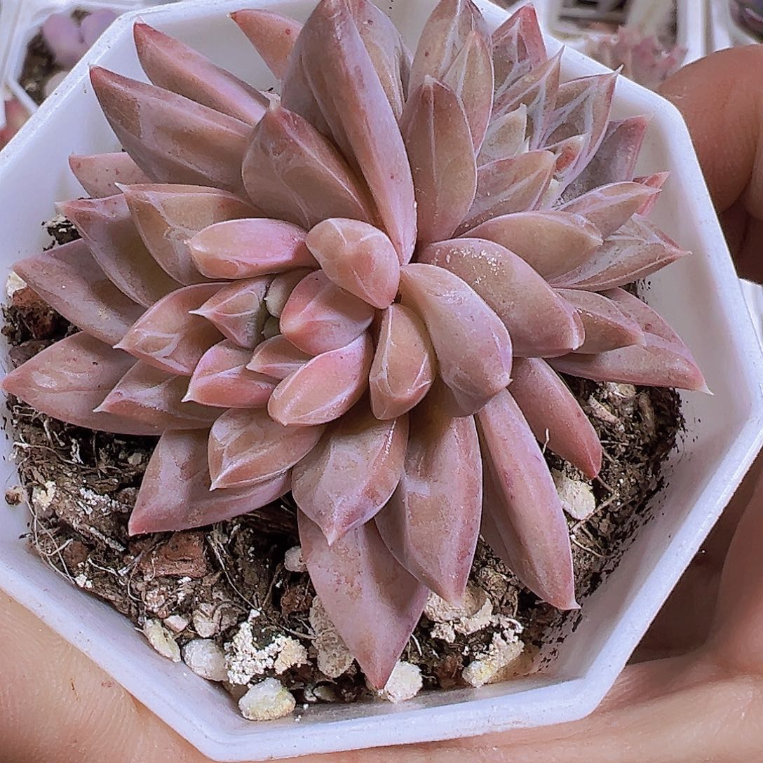 双头伊卡鲁斯19包邮多肉这