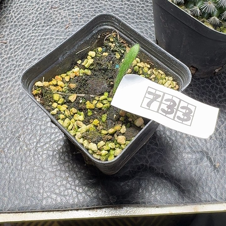 忘***歌733毛叶石蒜带盆发货