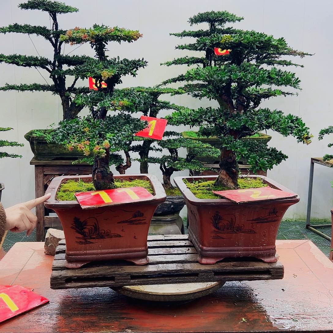 不开花植物明*罗汉松