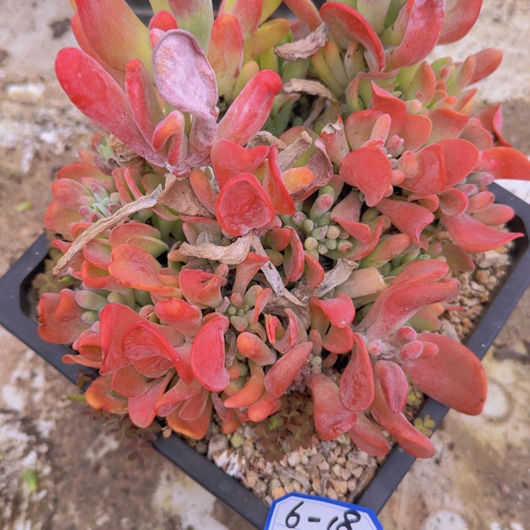 6-18火狐狸凡艺多肉