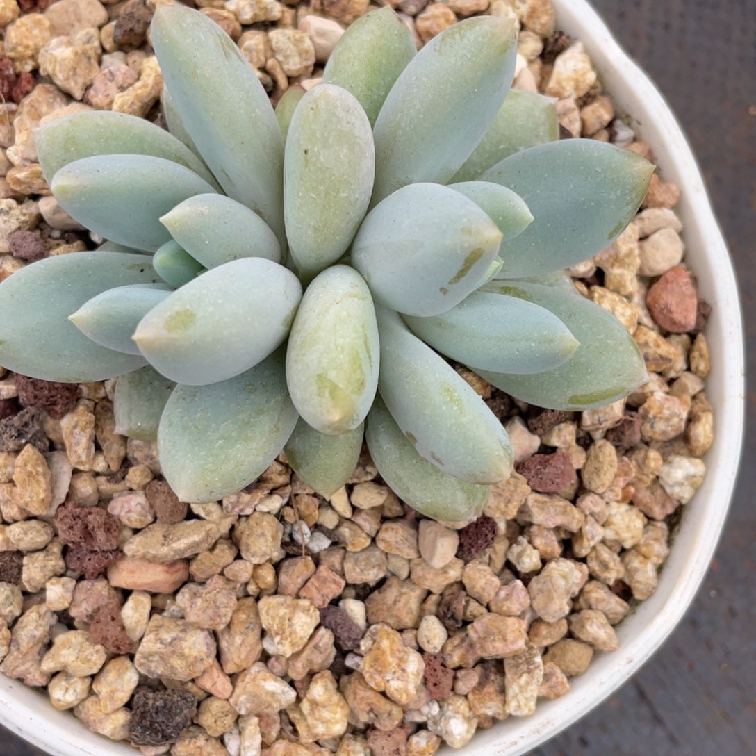 姐姐说她喜欢他就是d