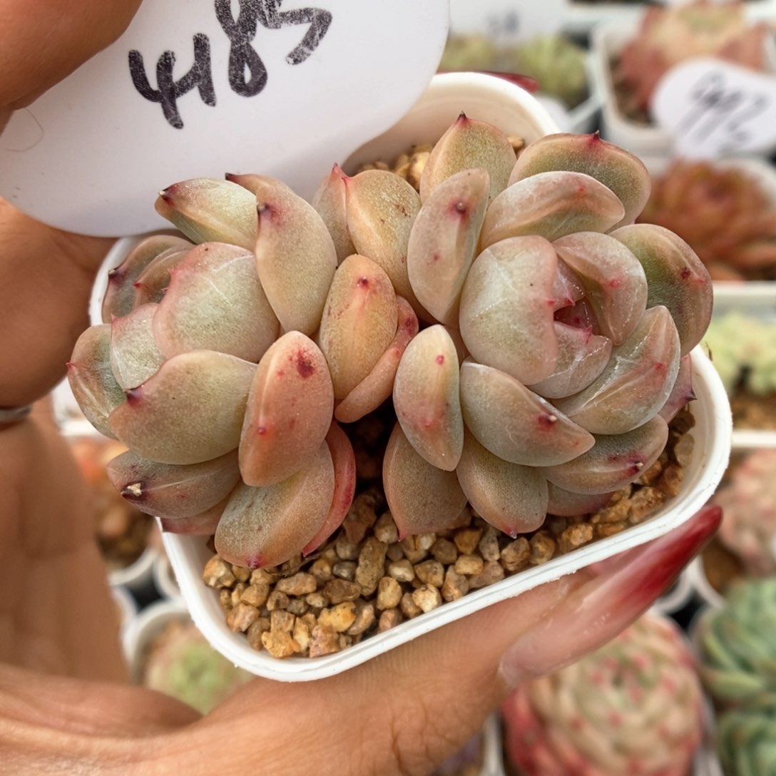 红色恋人双头可拍4185号