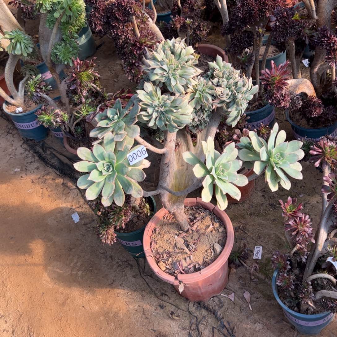 翡翠城006高度52厘米