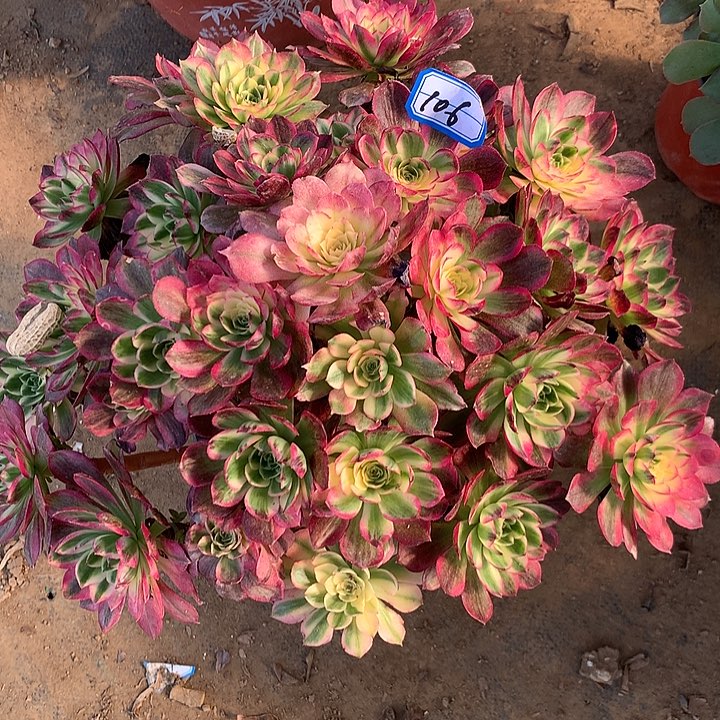 海王架节多肉106