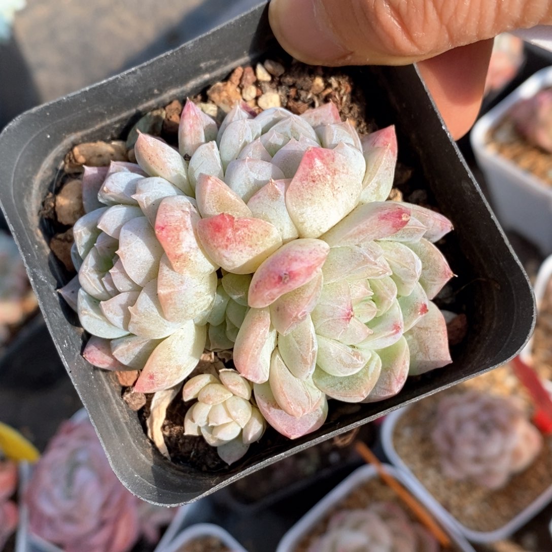 精品多肉一物一拍不包整127