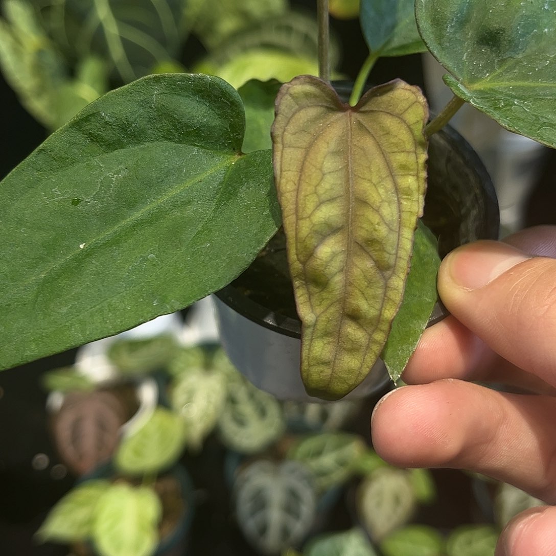 不开花植物（黑丝绒杂黑桃）杂黑凤凰