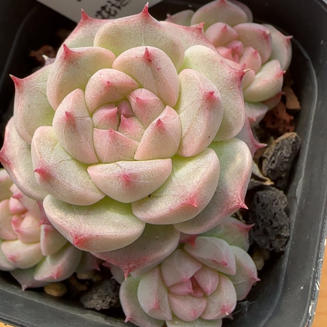 花语逸境0212-224