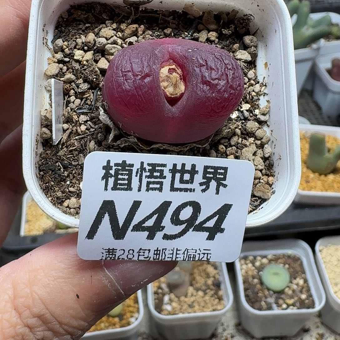 多肉植物的人生fhhj