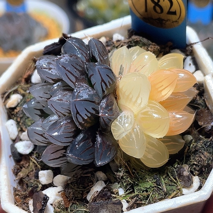 782双头水中虐锦特选福利