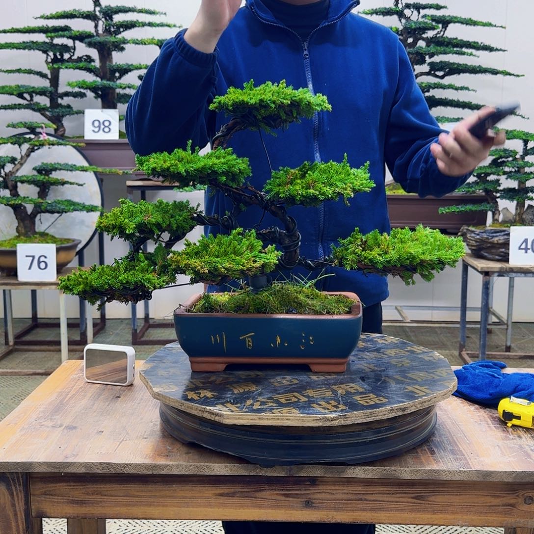 无花朵柏树造型盆景