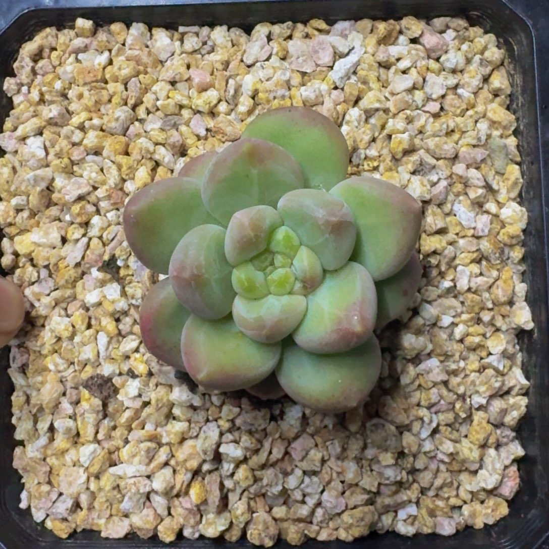 X系列美人新品  一物一拍