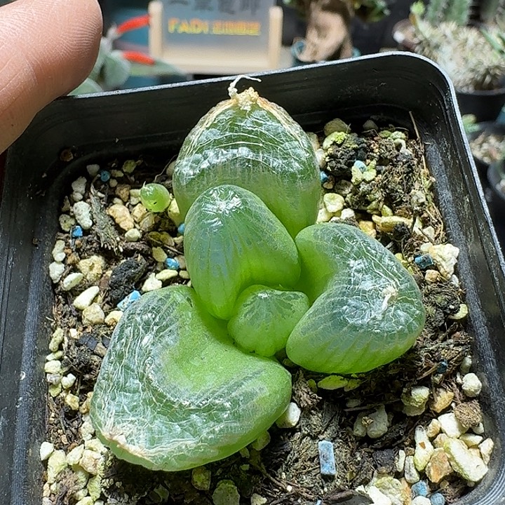 354玉翡翠带盆发货