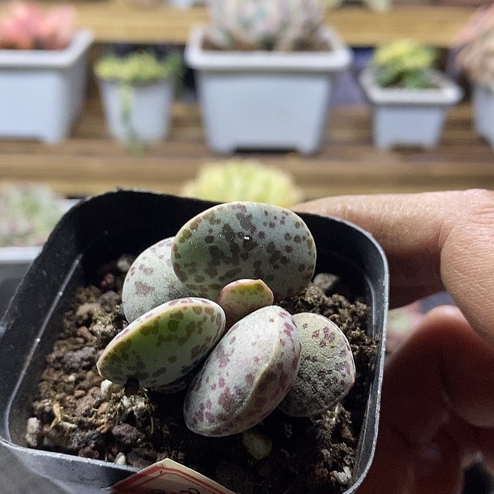 18100 水泡花蛋多肉