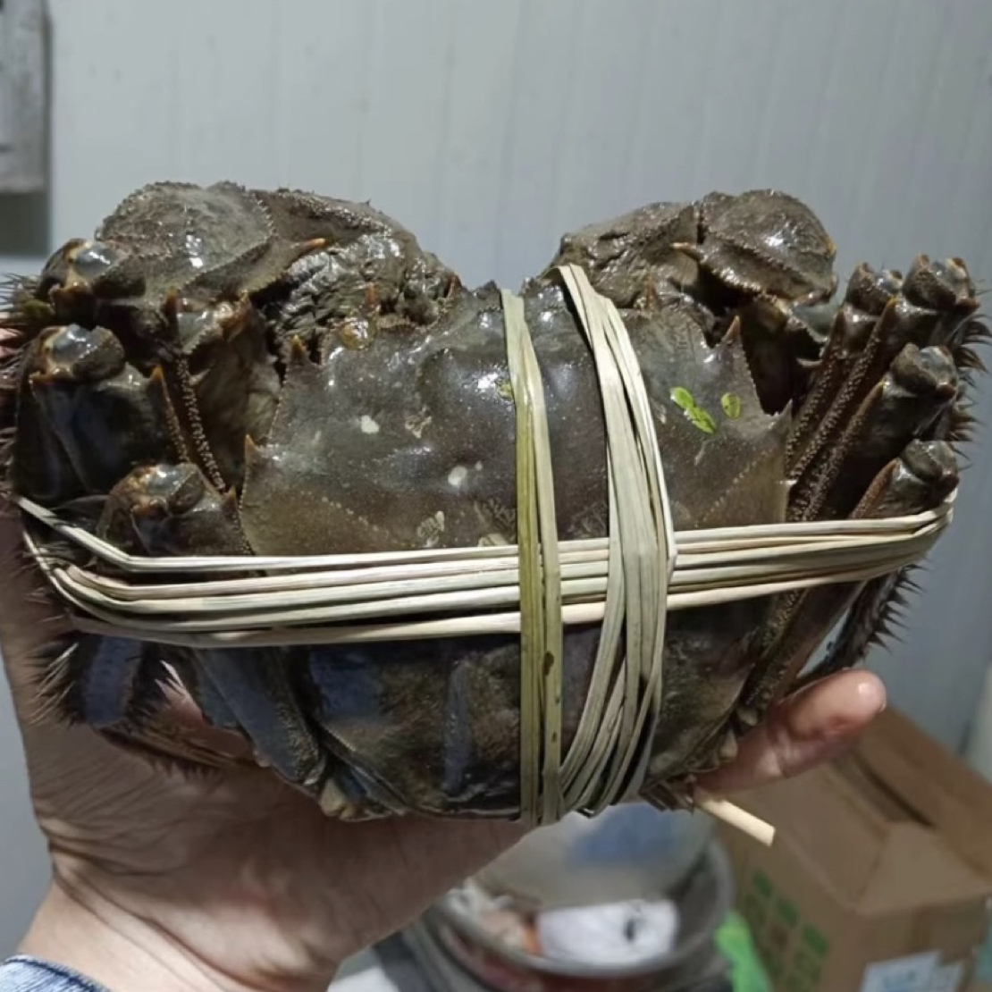 【活蟹】江苏大闸蟹精挑母蟹-规格-2两以上（1只装）包活到家