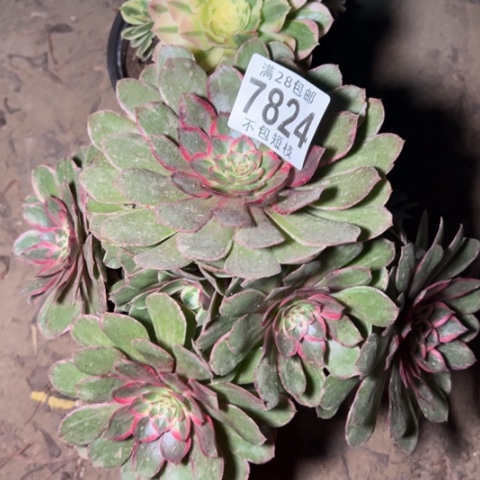 组合多肉植物法师7824