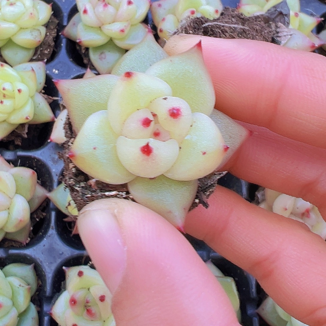 将军令苗3颗多肉植物