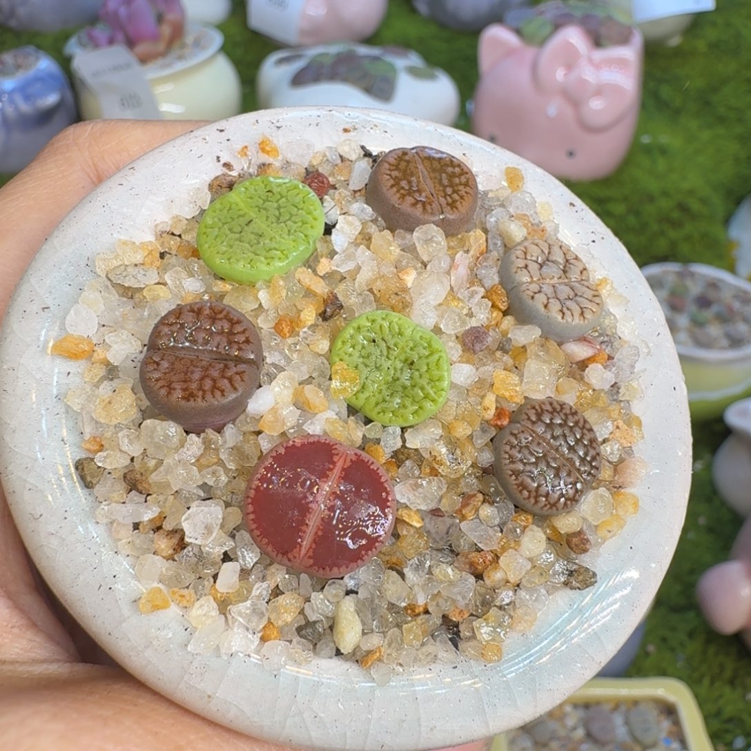 多肉植物福利冲731