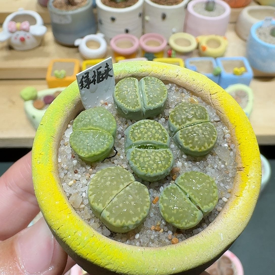 红陶蘑菇695绿孔雀