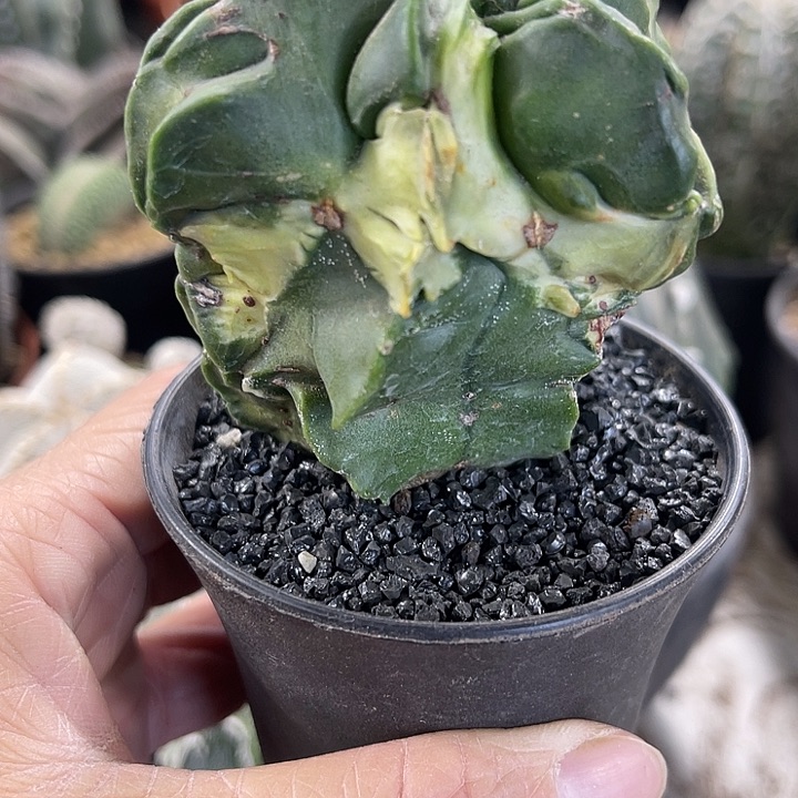 仙人球开花仙人球上