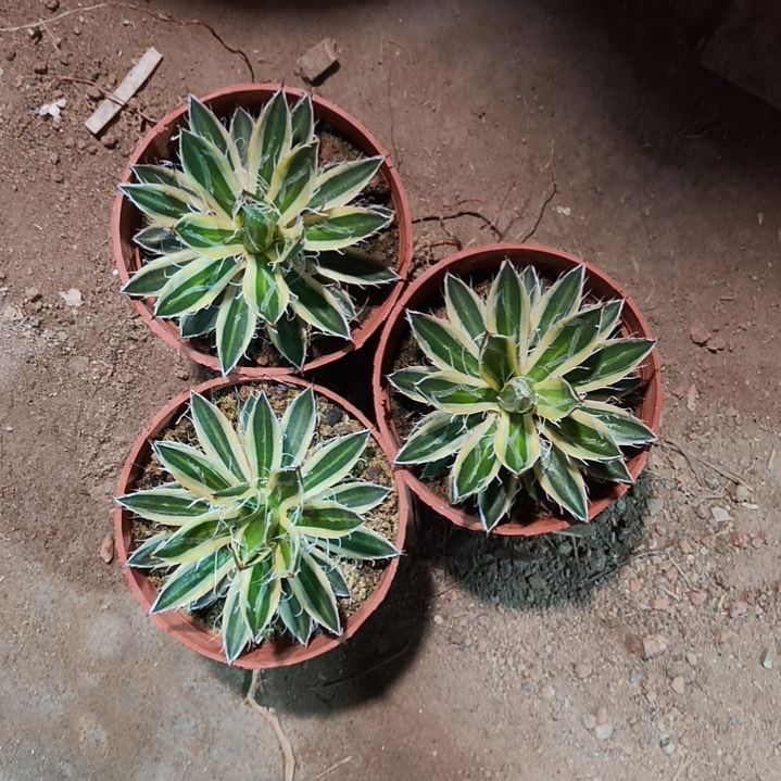 小***1姬乱雪一物一拍