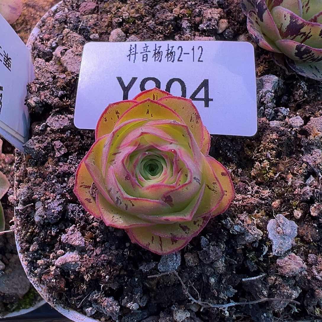 杨904 绝色一号 小