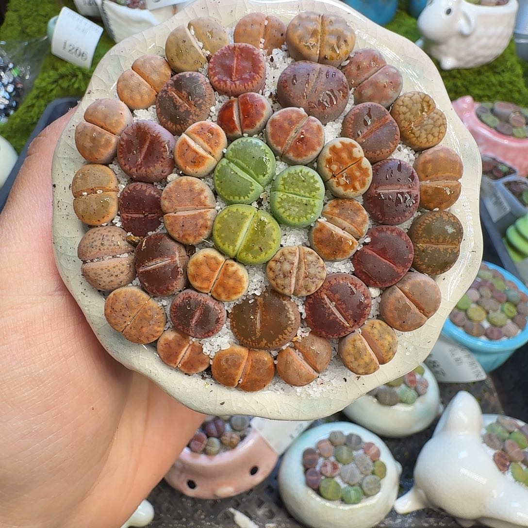 多肉葡萄的味道真的1228