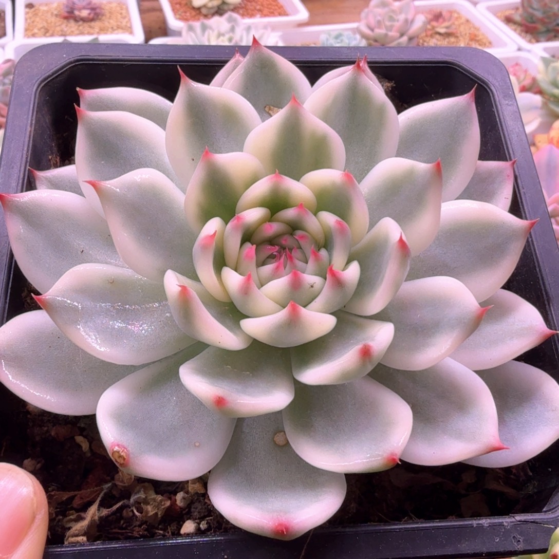 无花朵吉娃娃锦 多肉