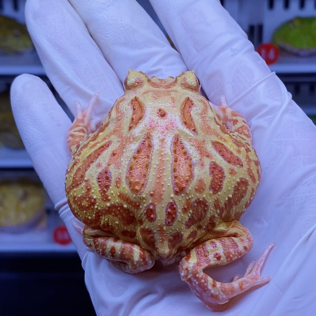 角蛙角蛙3-10cm闪购专享链接