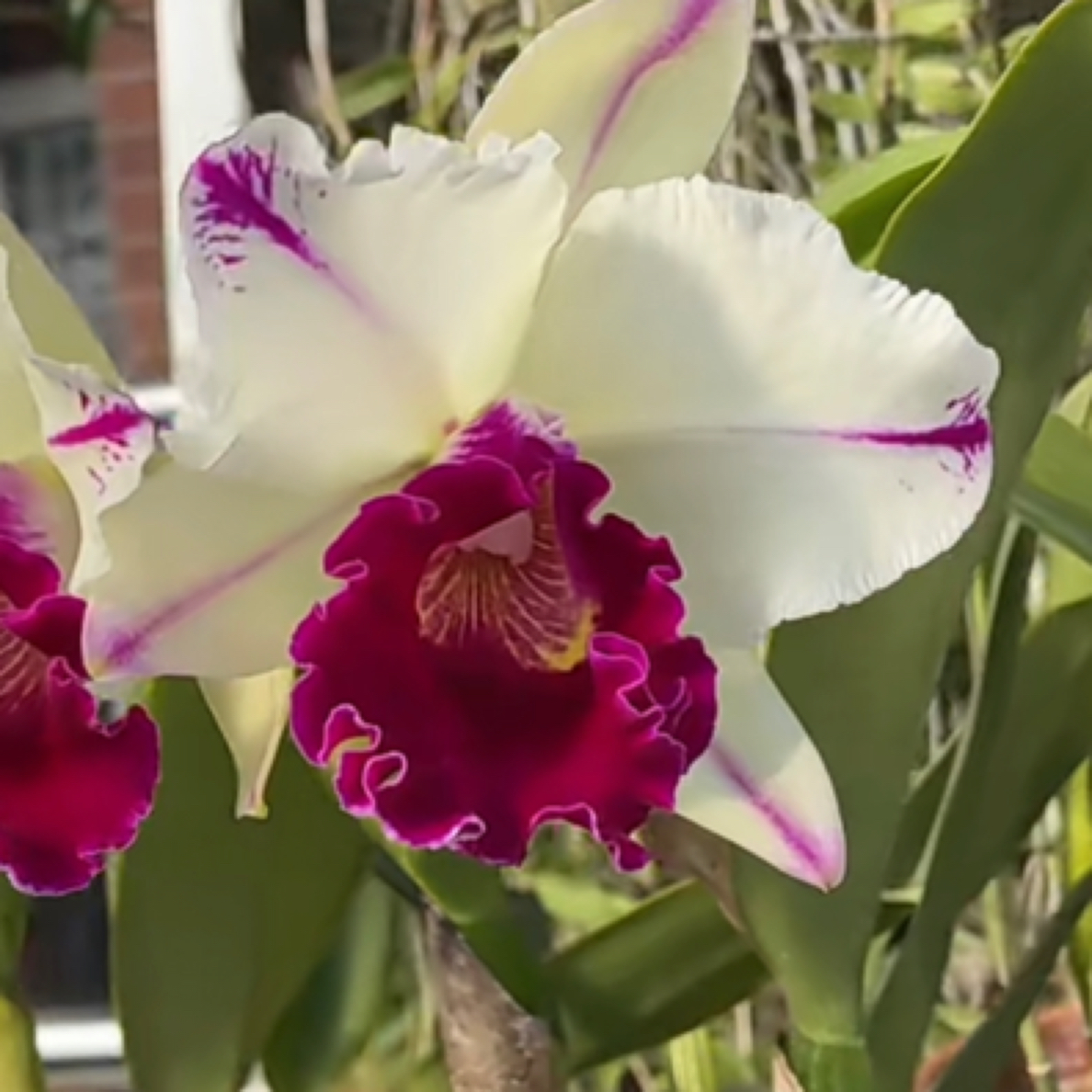 白剑英卡特兰新品花大花粉 复色花  适合盆栽  可室内室外养