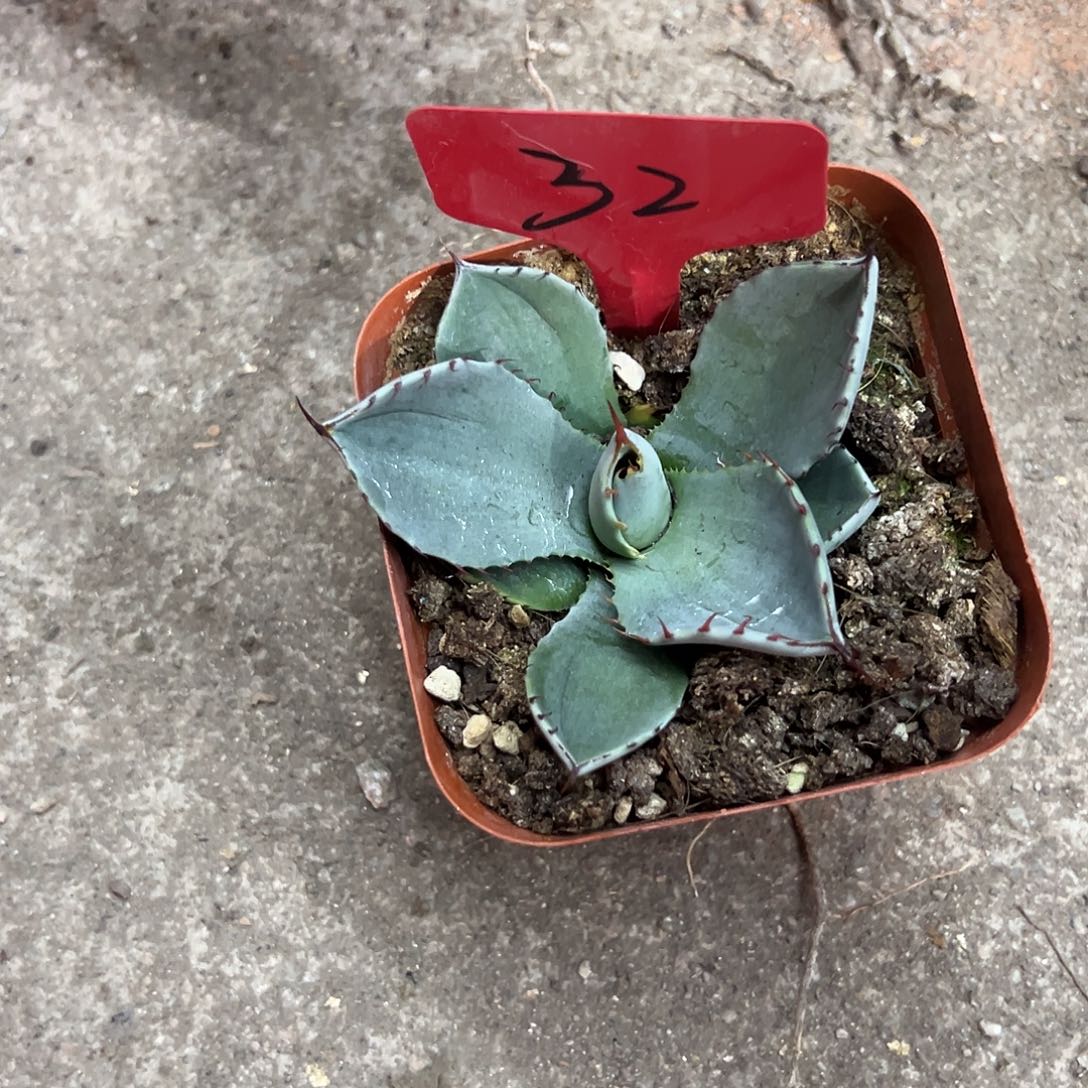 贺*江福克斯生长发育