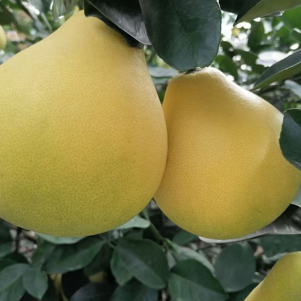 【箱装】正宗黔阳安江冰糖柚、小苦柚、麻麻柚