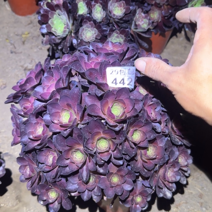 魅金玫瑰…………多肉植物