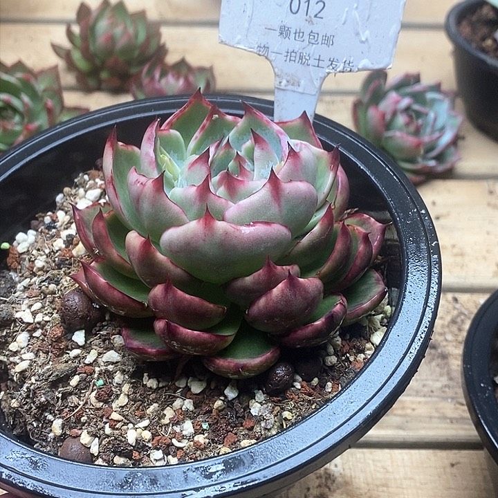 惊鸿仙子一物一拍012