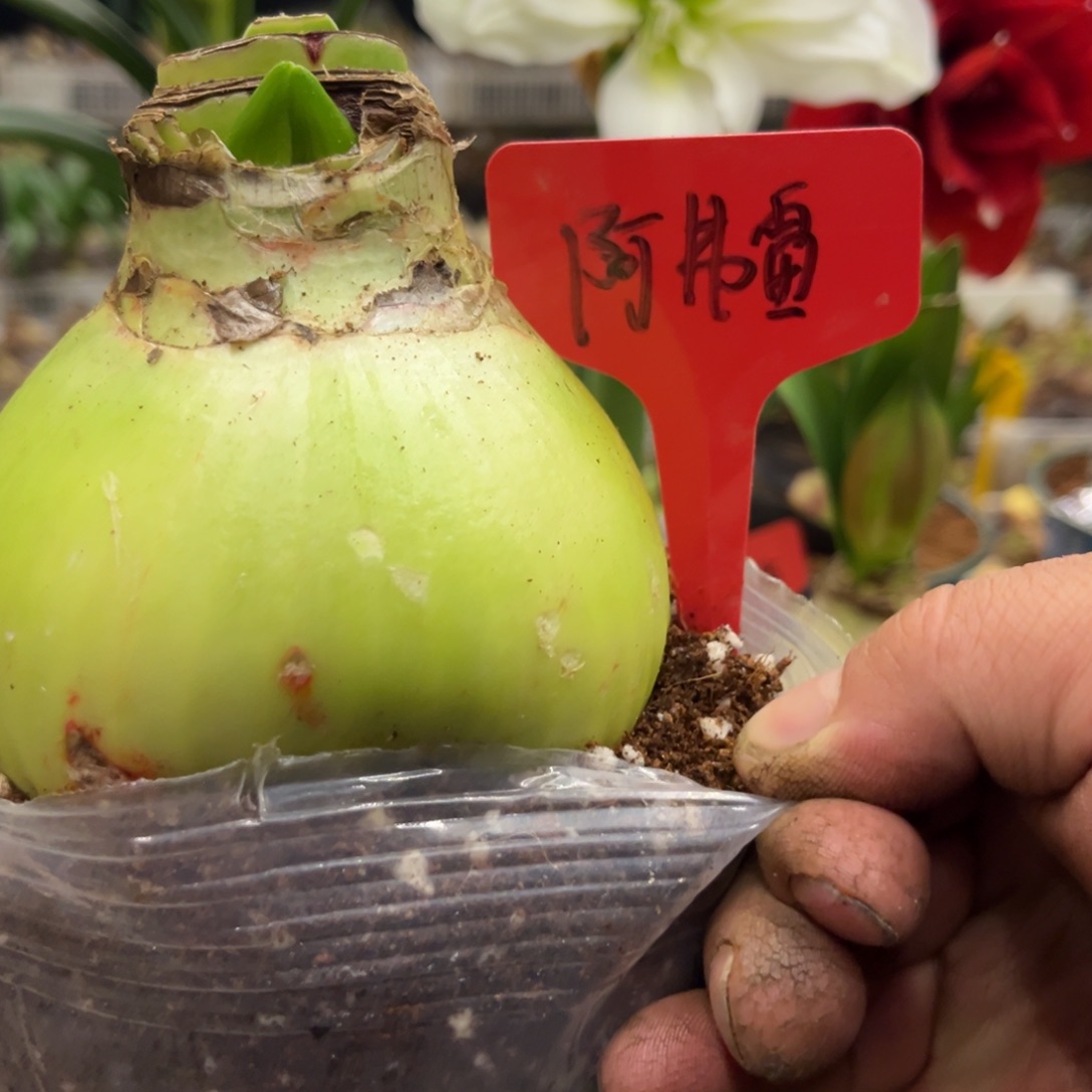 耶***鱼阿弗雷朱顶红带盆发货