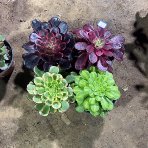 828多肉植物组合