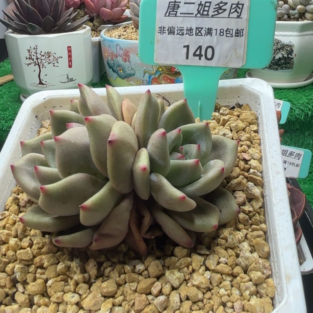 唐二姐多肉编号140