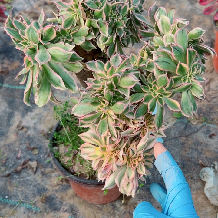 53灿烂缀多肉植物