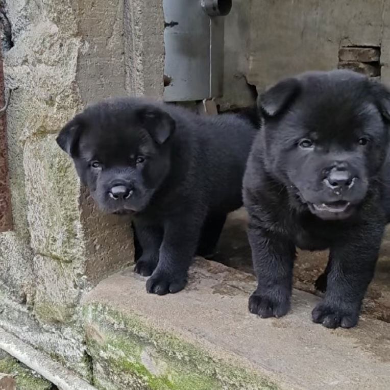 广西中华田园犬五黑犬五红犬土松犬四眼犬虎斑犬幼犬