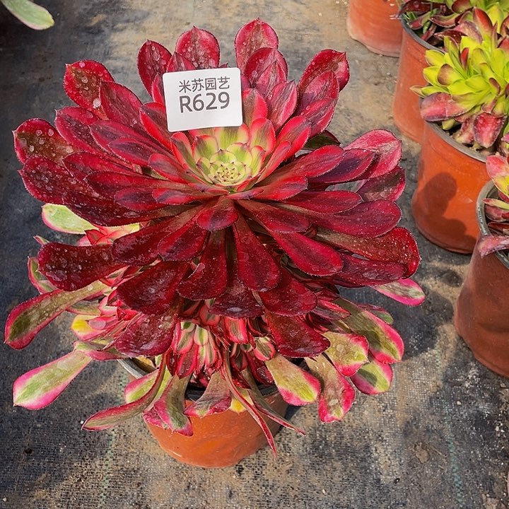 629多肉植物的生长