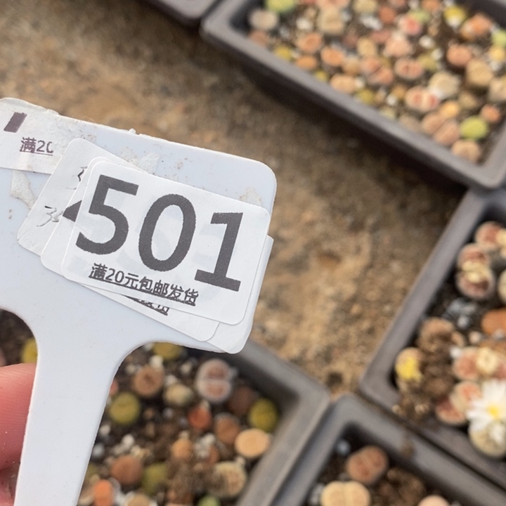 我***！生石花等植物的501