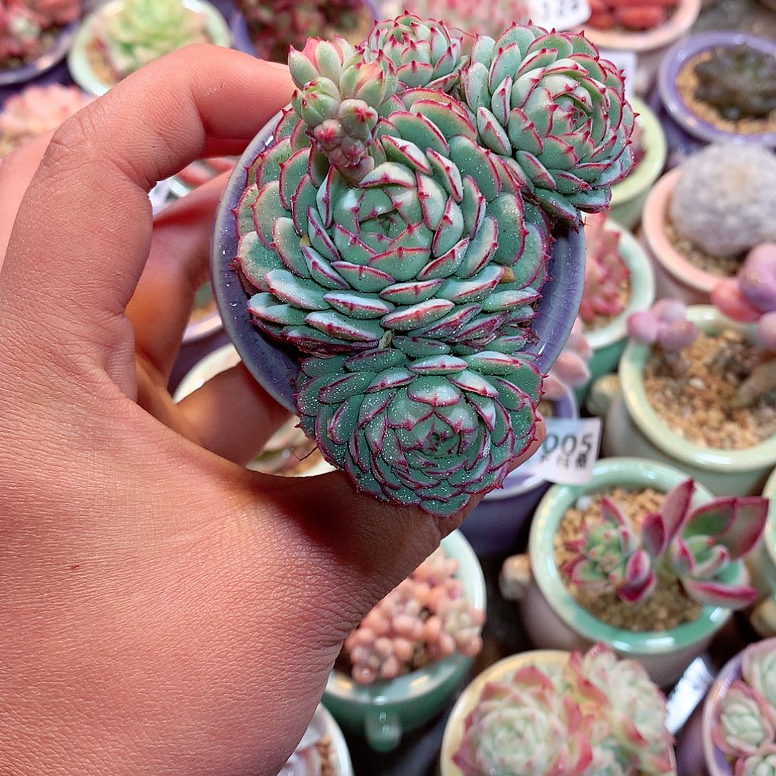 美肉肉哦哦哦哦哦哦