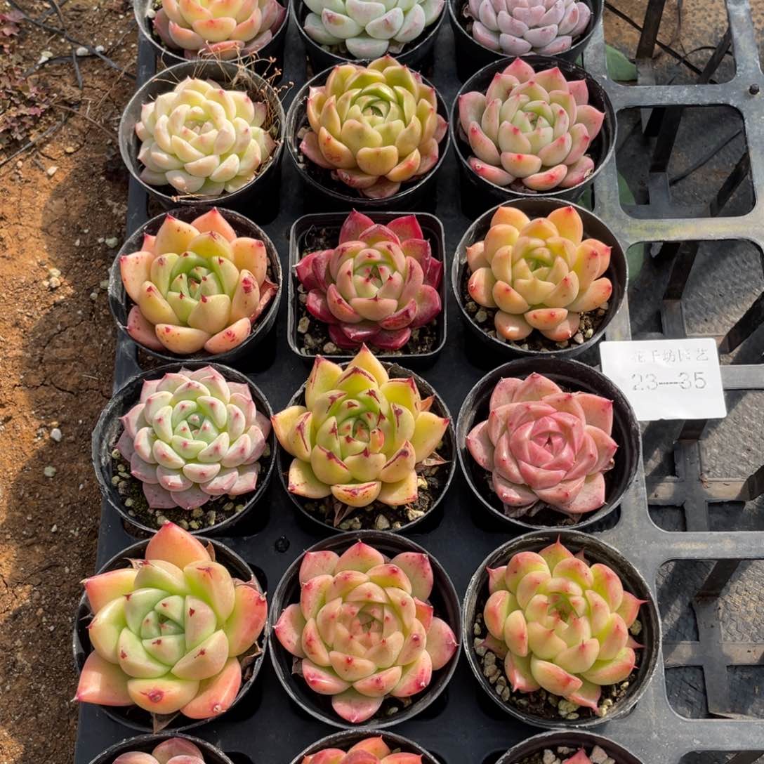 一物一拍18颗23-35