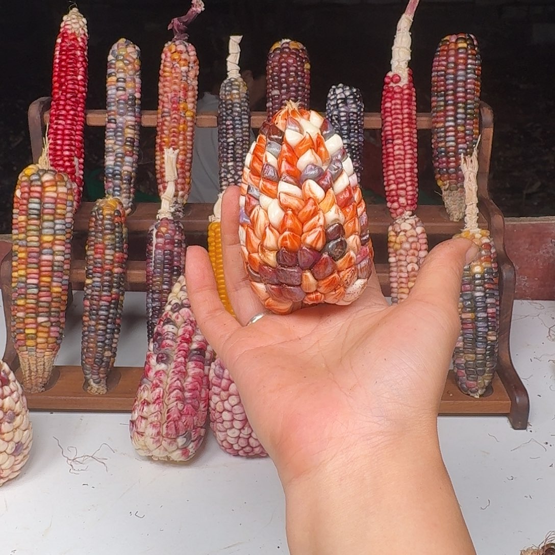 烟***烟吊坠柏香籽/百香籽