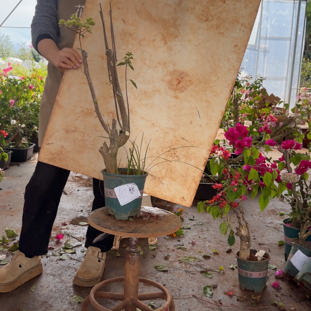 大部分花苞少量开放怡景 611脱