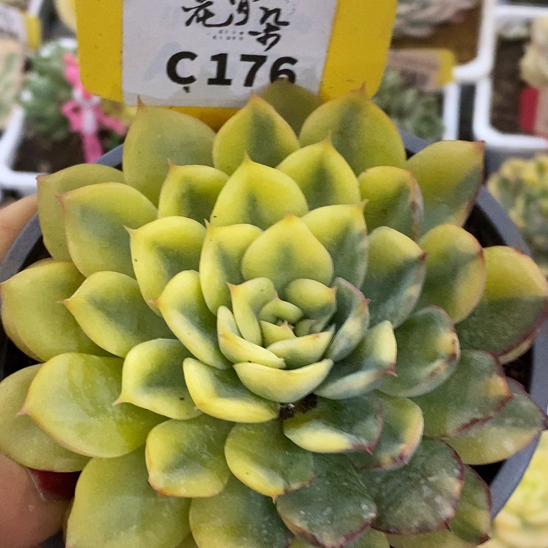 176跨年福利哈哈哈哈哈