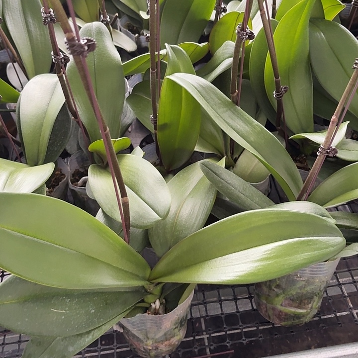 无花朵金砖2颗一物一拍